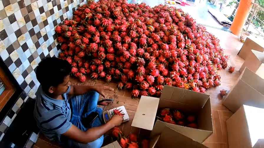 Dragon Fruit बिजनेस की शुरुआत (Starting Dragon Fruit Business In Hindi)