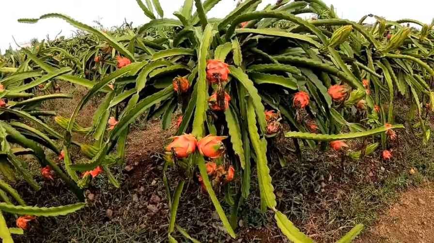 Dragon Fruit बिजनेस की शुरुआत (Starting Dragon Fruit Business In Hindi)