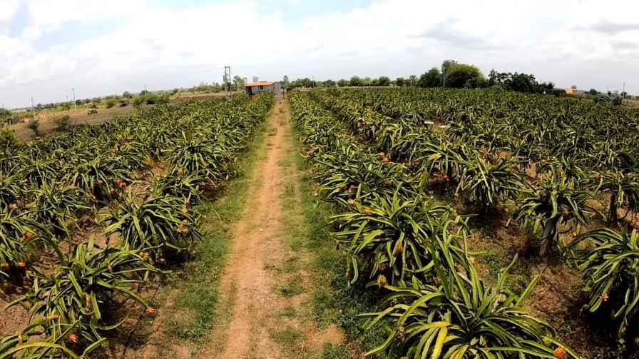 Dragon Fruit बिजनेस की शुरुआत (Starting Dragon Fruit Business In Hindi)