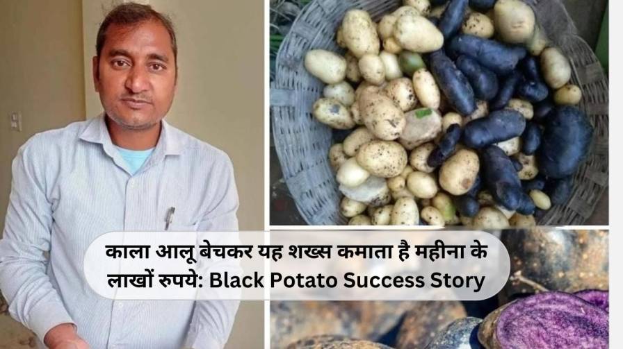 काला आलू बेचकर यह शख्स कमाता है महीना के लाखों रुपये: Black Potato Success Story